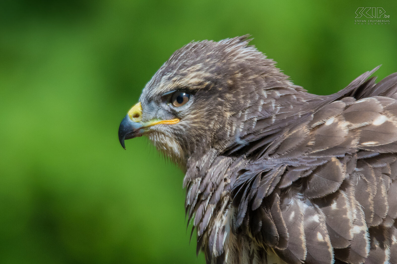 Roofvogels - Close-up buizerd De buizerd (Common buzzard, Buteo buteo) jaagt gebruikelijk op open velden, maar nestelt zich meestal in bosranden. Normaal gesproken bestaat de prooi van een buizerd voornamelijk uit kleine zoogdieren, amfibieën en kleine vogels, maar hij is bij gelegenheid ook een aaseter.  Stefan Cruysberghs